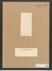 Diatomeae indet. Zeichnungen Sammlung Grunow Nr. 3285 (NHMW-BOT-W0370769)
